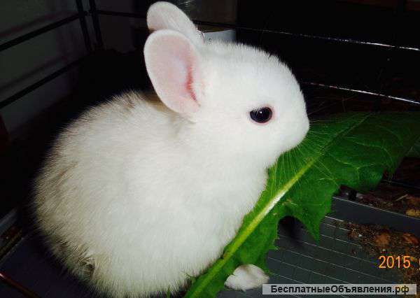 Голубоглазые Крольчата Гермелины Племенные