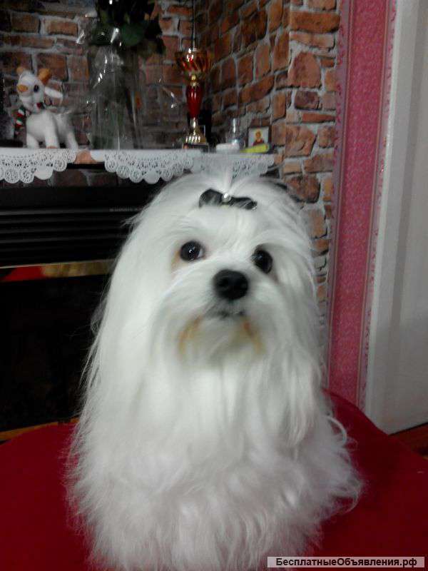 Нужен хозяин