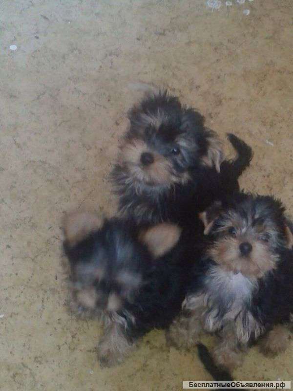 Щенков Йоркширского терьера