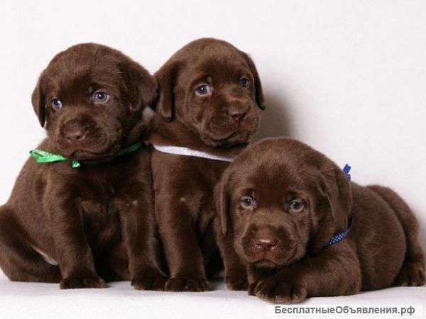 Щенки лабрадора