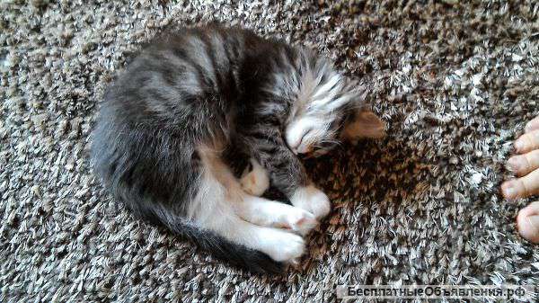 Полосатые котята ищут новый дом