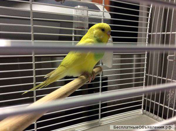 Улетел Волнистый Попугай