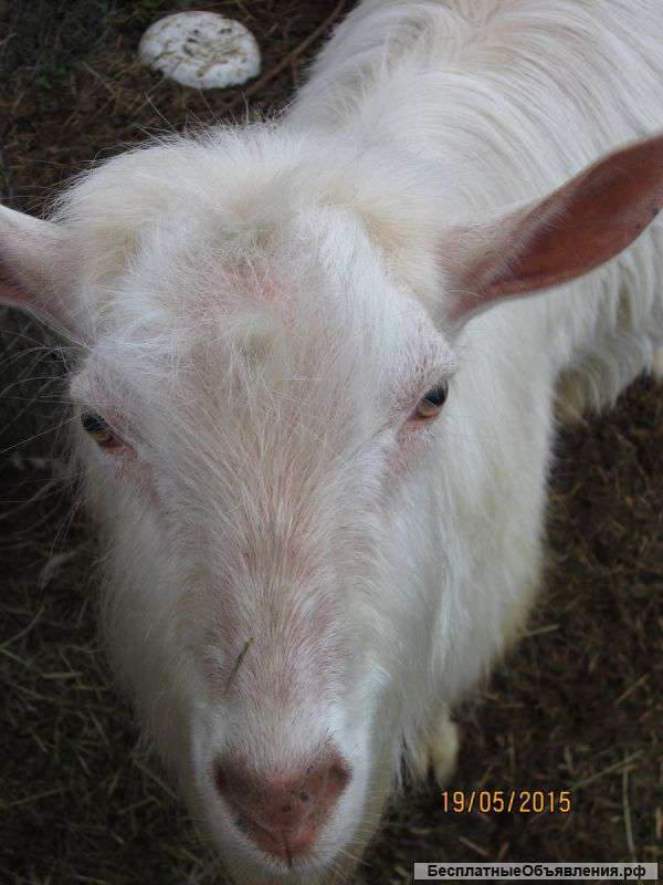 Козлы разного возраста