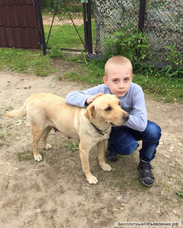 Лабрадор Ненси