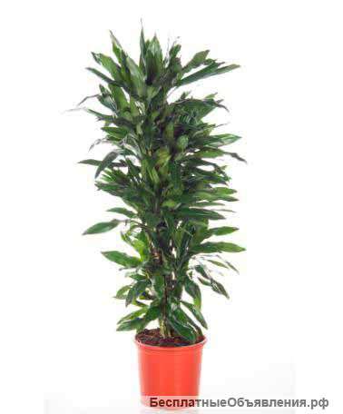 Драцена фрагранс Джанет Линд разветвленная