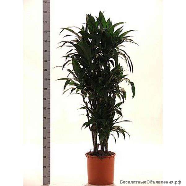 Драцена фрагранс Джанет Крейг разветвленная