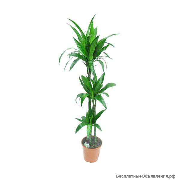 Драцена Фрагранс Джанет Крейг