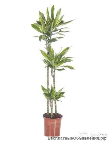 Драцена Фрагранс Голден Дрим 5 ст