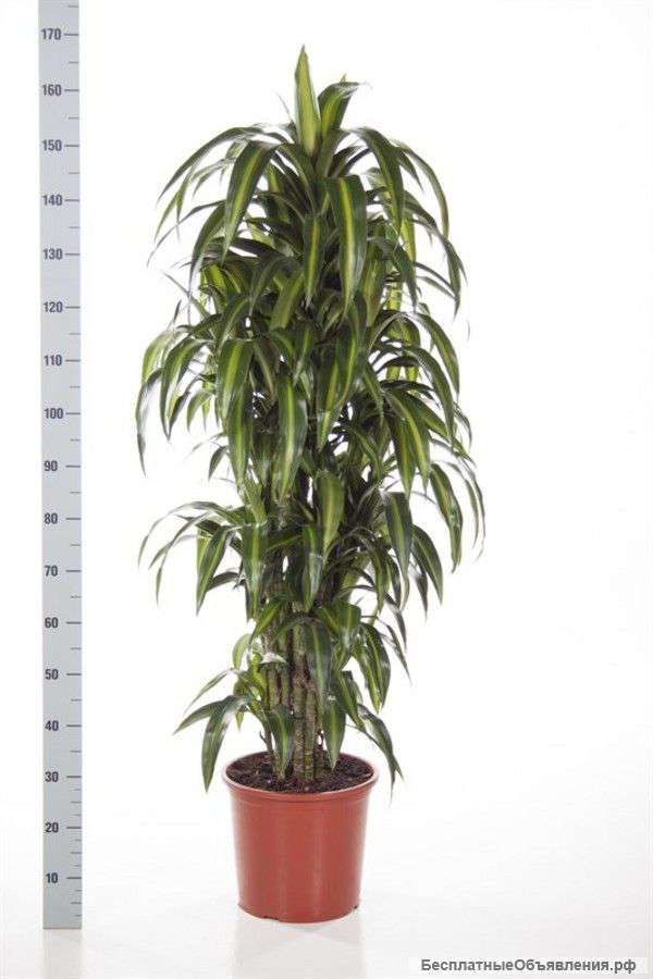 Драцена Фрагранс Гавайская 3 ст