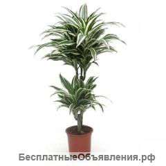 Драцена Фрагранс Вайт Джевел разветвленная