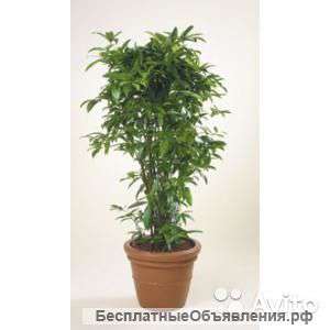 Драцена Суркулоза