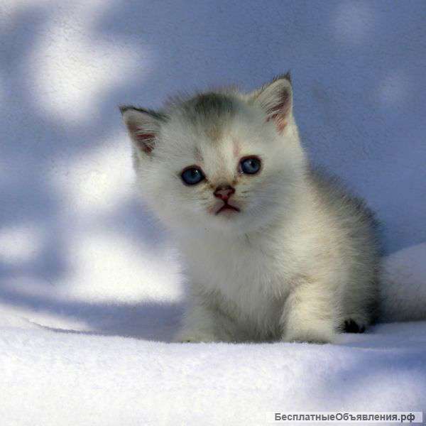 Золотые Шотландские котята