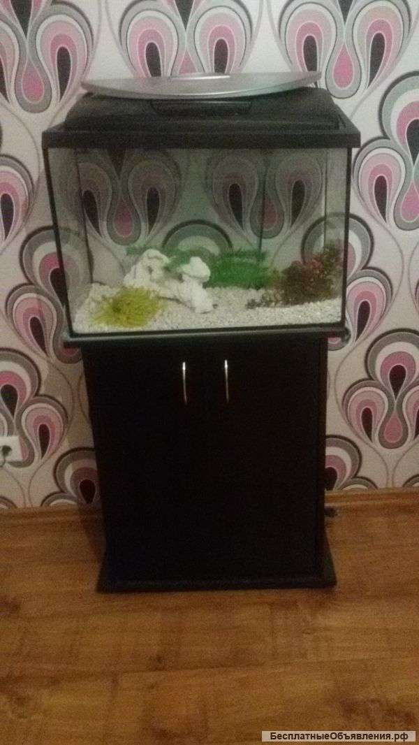 Аквариум с тумбой на 80л с камнями, водорослями