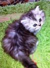 Котята Персы-шиншилы
