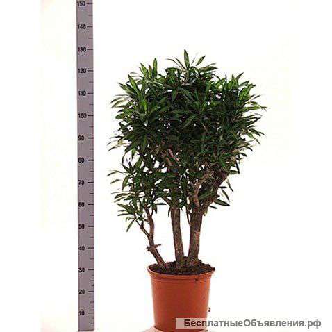 Драцена Рефлекса Сонг оф Ямайка