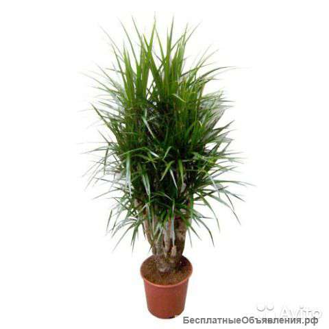 Драцена Маргината разветвленная