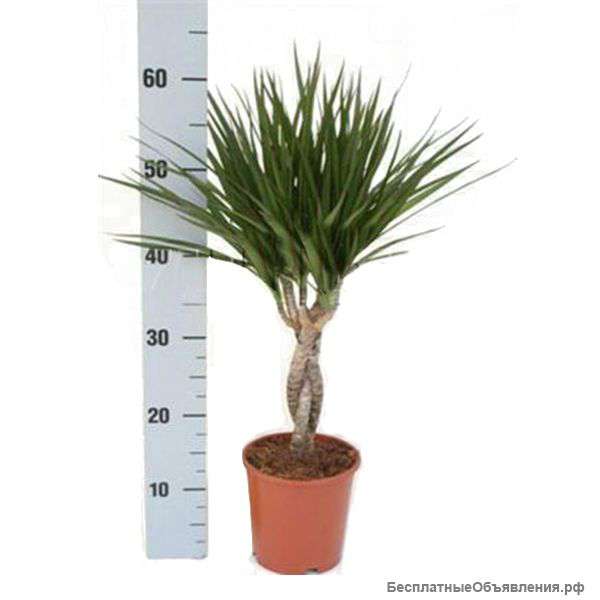 Драцена Маргината переплетенная