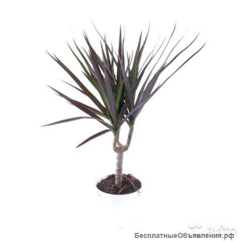 Драцена Маргината Маджента 1.2.3 ст