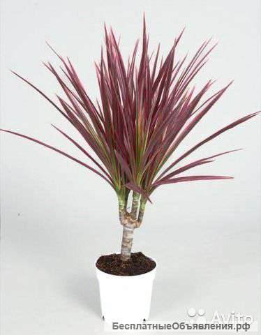 Драцена Маргината Калорама 1 ствол