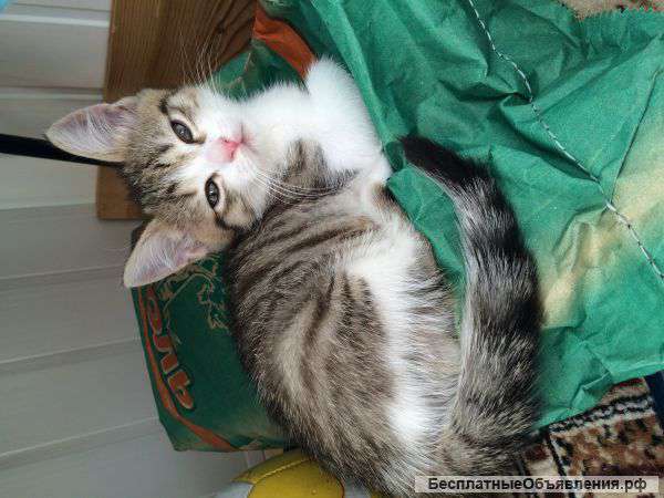 Котята в дар