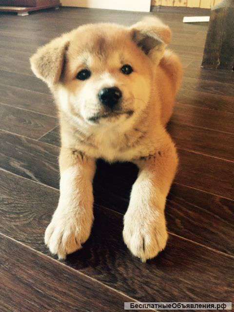 Щенков акита ину