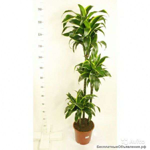 Драцена Фрагранс Дорадо 1.2.3 ствола