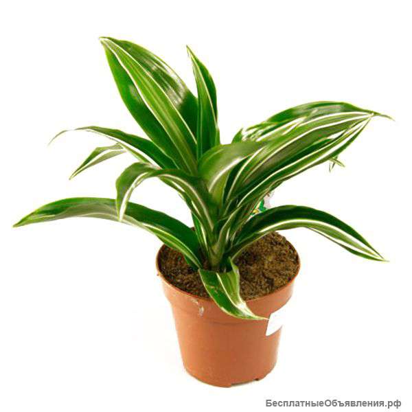 Драцена Фрагранс Джейд Джевел