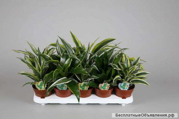 Драцена Драгон Микс