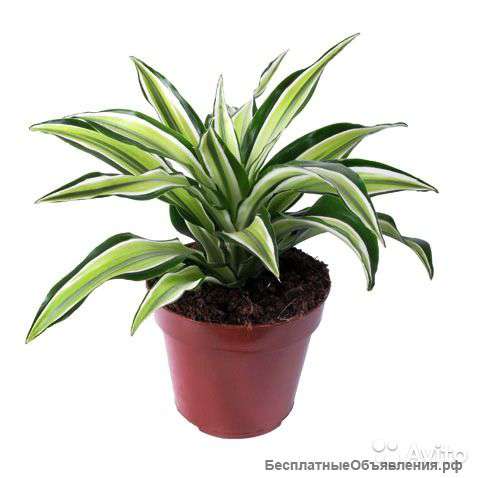Драцена Фрагранс Малайка