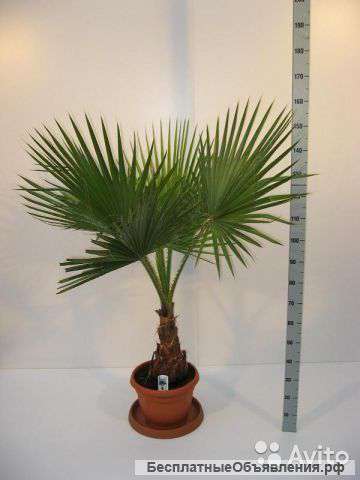 Вашингтония Робуста