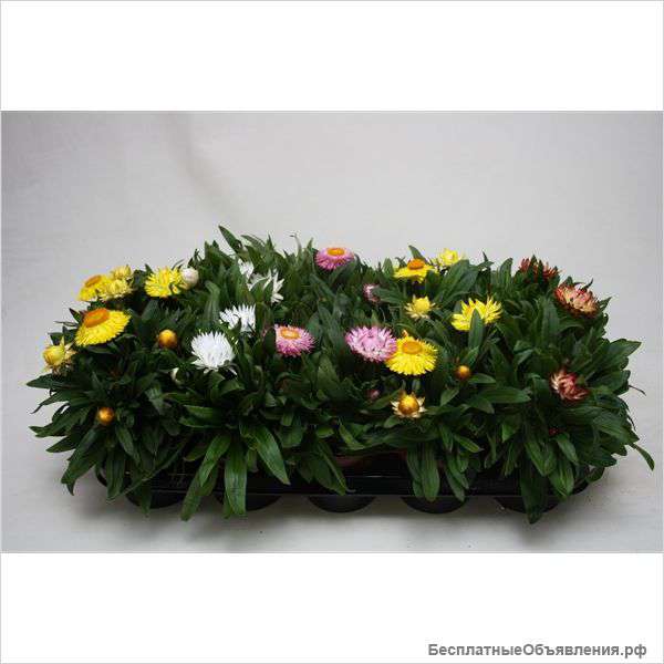 Брактеанта микс