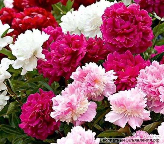 Пион Травянистый Микс