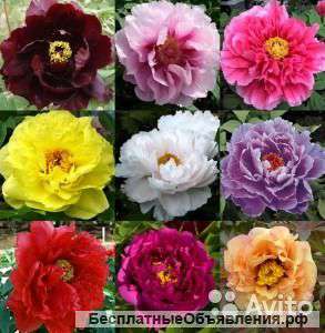 Пион Древовидный Микс