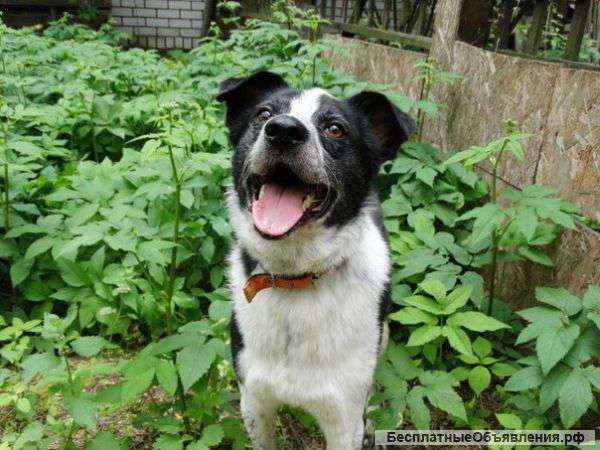 Добродушный пес Шарик с обаятельной улыбкой