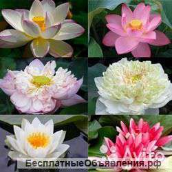 Нимфея Микс