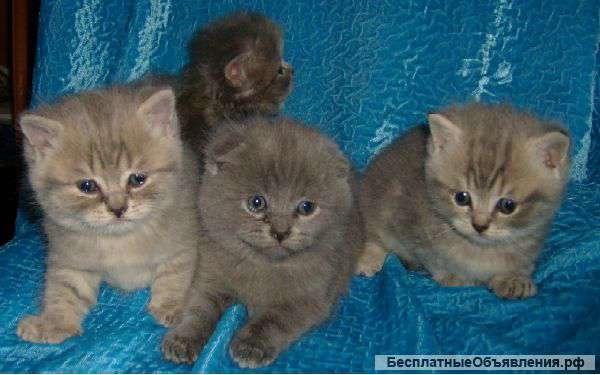 "Бриташки милые мордашки"