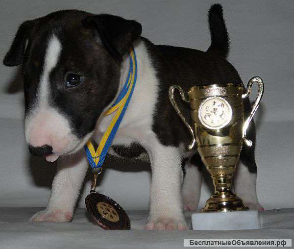 Бультерьер Качественный ребенок только в хорошие руки