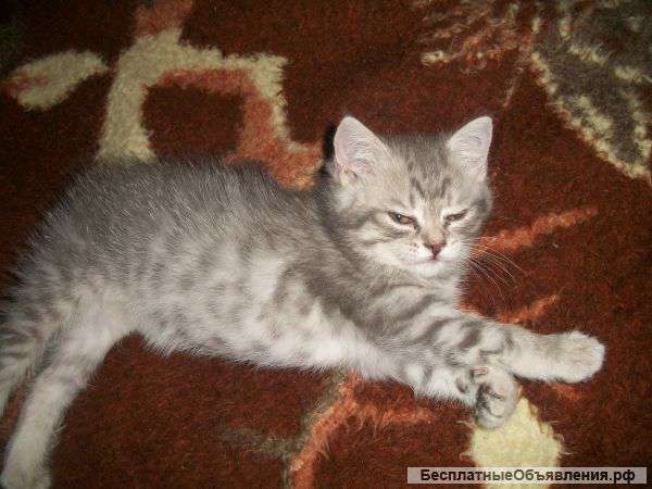 Котята