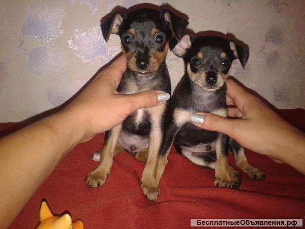 Щеночки той-терьера