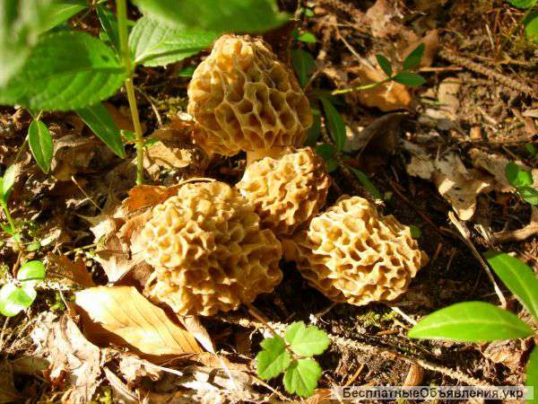 Мицелий сморчков высылаю в любой город