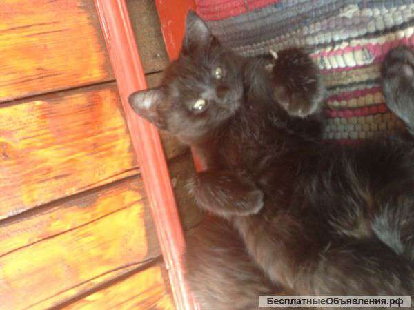 Котенок ищет своего хозяина