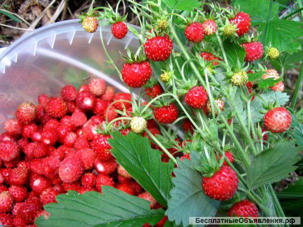 Земляника лесная, на дом