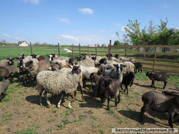 Ягнята и козлята