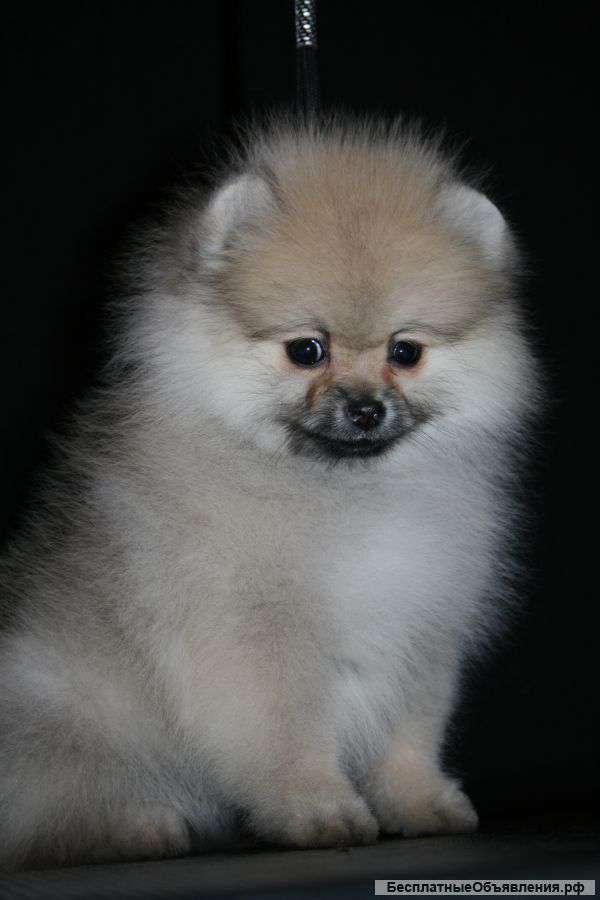 Щенки миниатюрного шпица