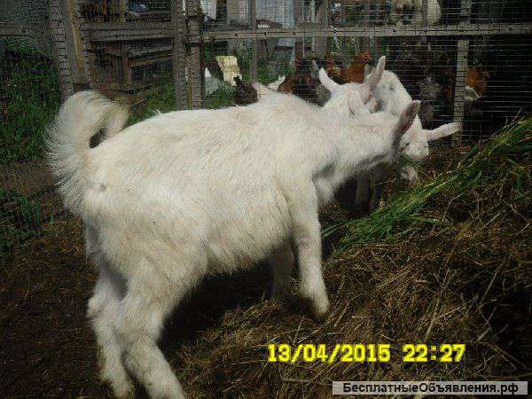 Породистые зааненские козлята