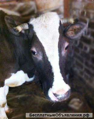 Корову Костромской породы 6 отелом