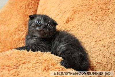 Британские котята