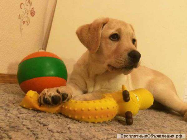 Вместо шоколада купите ребёнку лабрадорчика