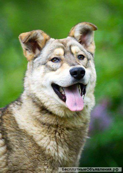 Волчек подкупит вас необыкновенной внешностью и дружелюбием