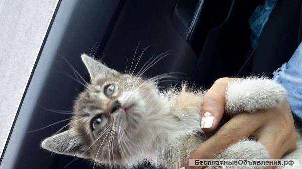 Отдам в добрые руки